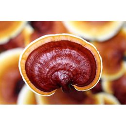 CEO Café - Caffè brasiliano arricchito con il fungo ganoderma Yung Kien e olio di cocco