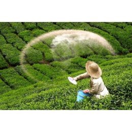 BOH 3-in-1 Tea Large 30 Sachets - Bebida instantânea de alta qualidade