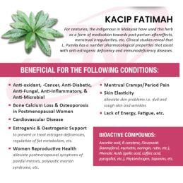 Kacip Fatimah - Extrato de Labisia Pumilia - 60 cápsulas 500mg