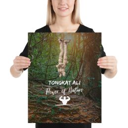 Poster 16" x 20"- Tongkat Ali (Long Jack) - Power of Nature