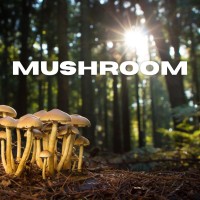 Mushroom Reishi, Lion's Mane, Shiitake, Maitake, Cordyceps and more