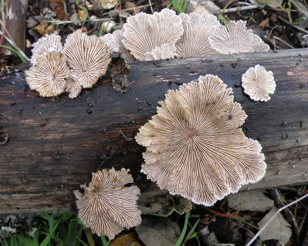 Schizophyllum commune