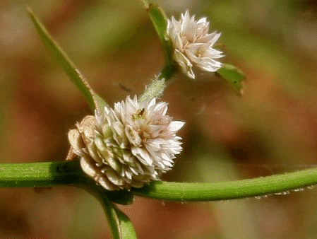 Fleur Alternanthera sessilis