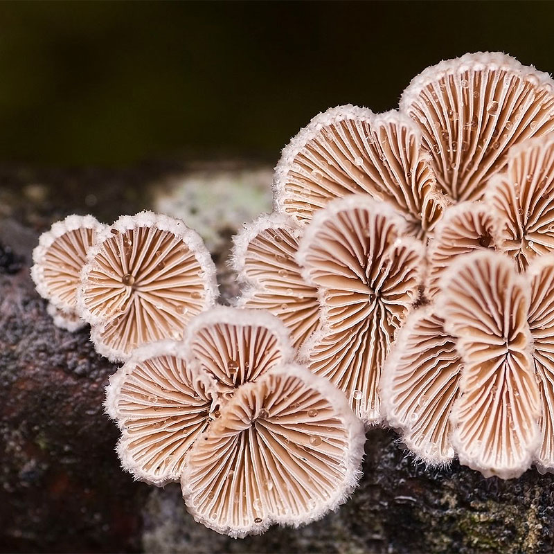 Schizophyllum commune