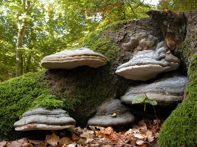 Fomes fomentarius