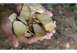 Scoperta del Tongkat Ali: un super alimento naturale