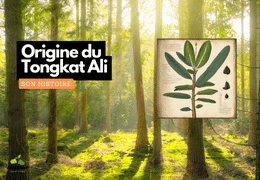 Pochodzenie i historia Tongkat Ali
